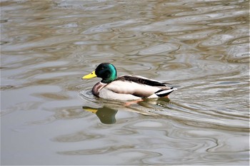 マガモ 山田池公園 2021年2月11日(木)