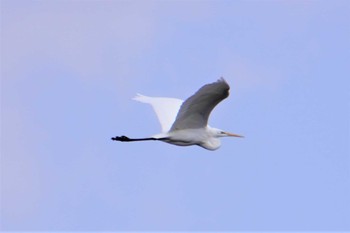 Great Egret 山田池公園 Thu, 2/11/2021