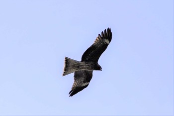 Black Kite 山田池公園 Thu, 2/11/2021