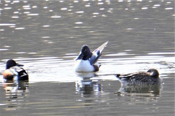 Northern Shoveler 山田池公園 Thu, 2/11/2021