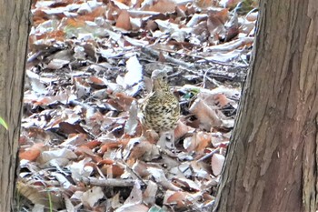 White's Thrush トラツグミ Thu, 2/11/2021