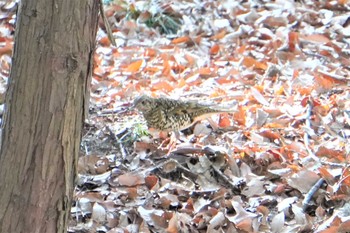 トラツグミ 山田池公園 2021年2月11日(木)