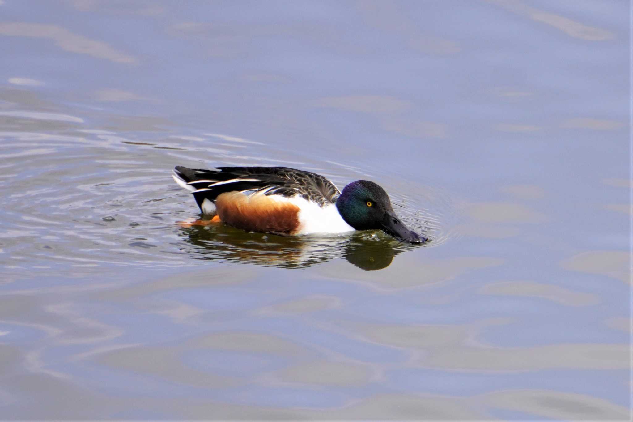 山田池公園 ハシビロガモの写真