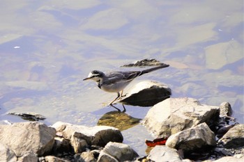 White Wagtail 山田池公園 Thu, 2/11/2021