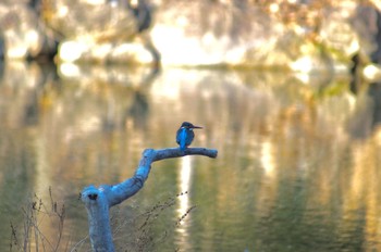 カワセミ 愛知県森林公園 2021年2月11日(木)