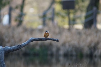 Common Kingfisher 愛知県森林公園 Thu, 2/11/2021