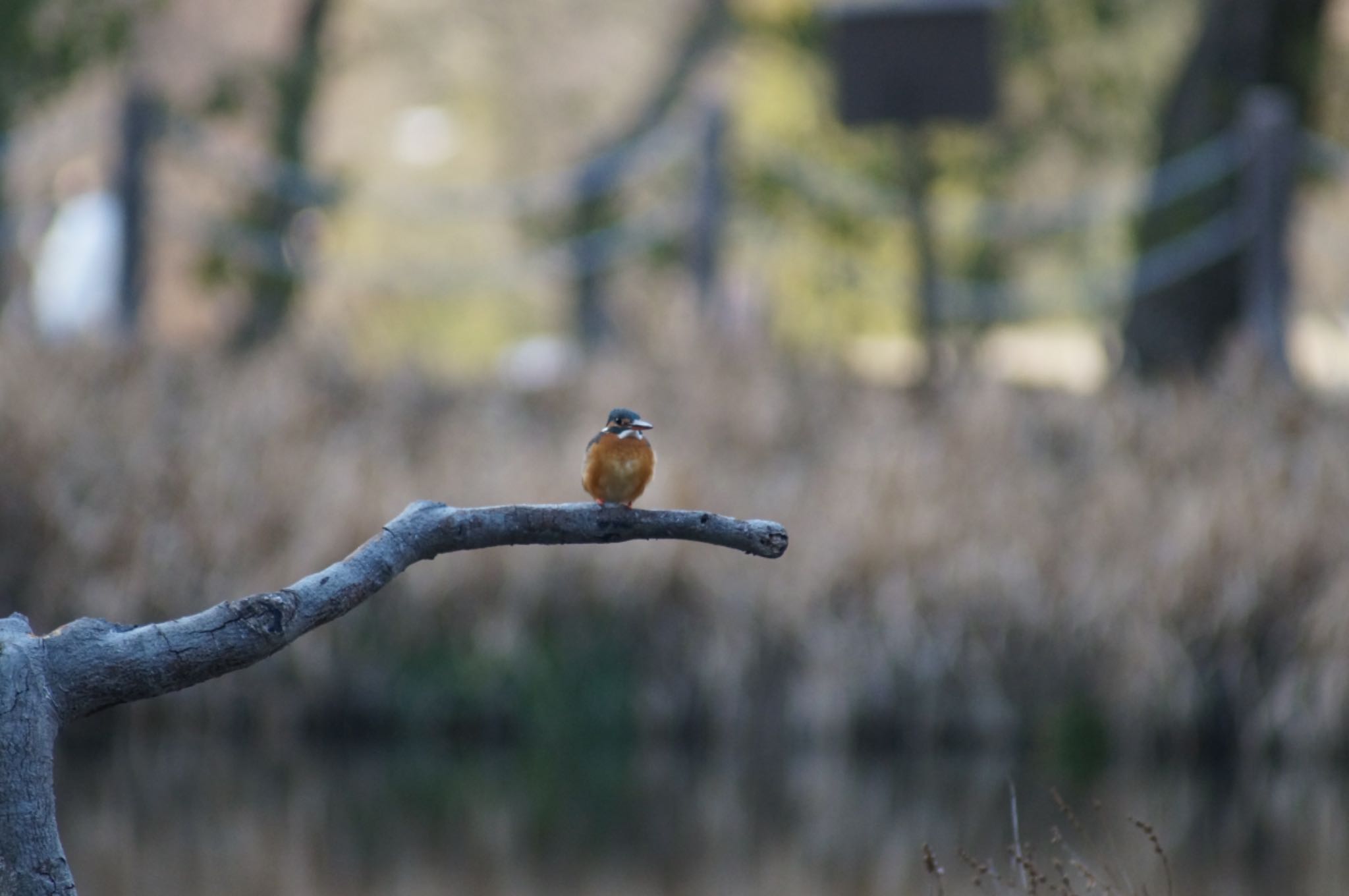 Photo of Common Kingfisher at 愛知県森林公園 by Kengo5150