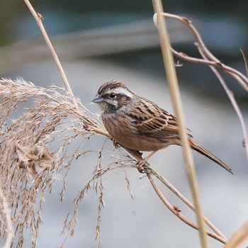 Meadow Bunting 御岳渓谷 Mon, 12/26/2016