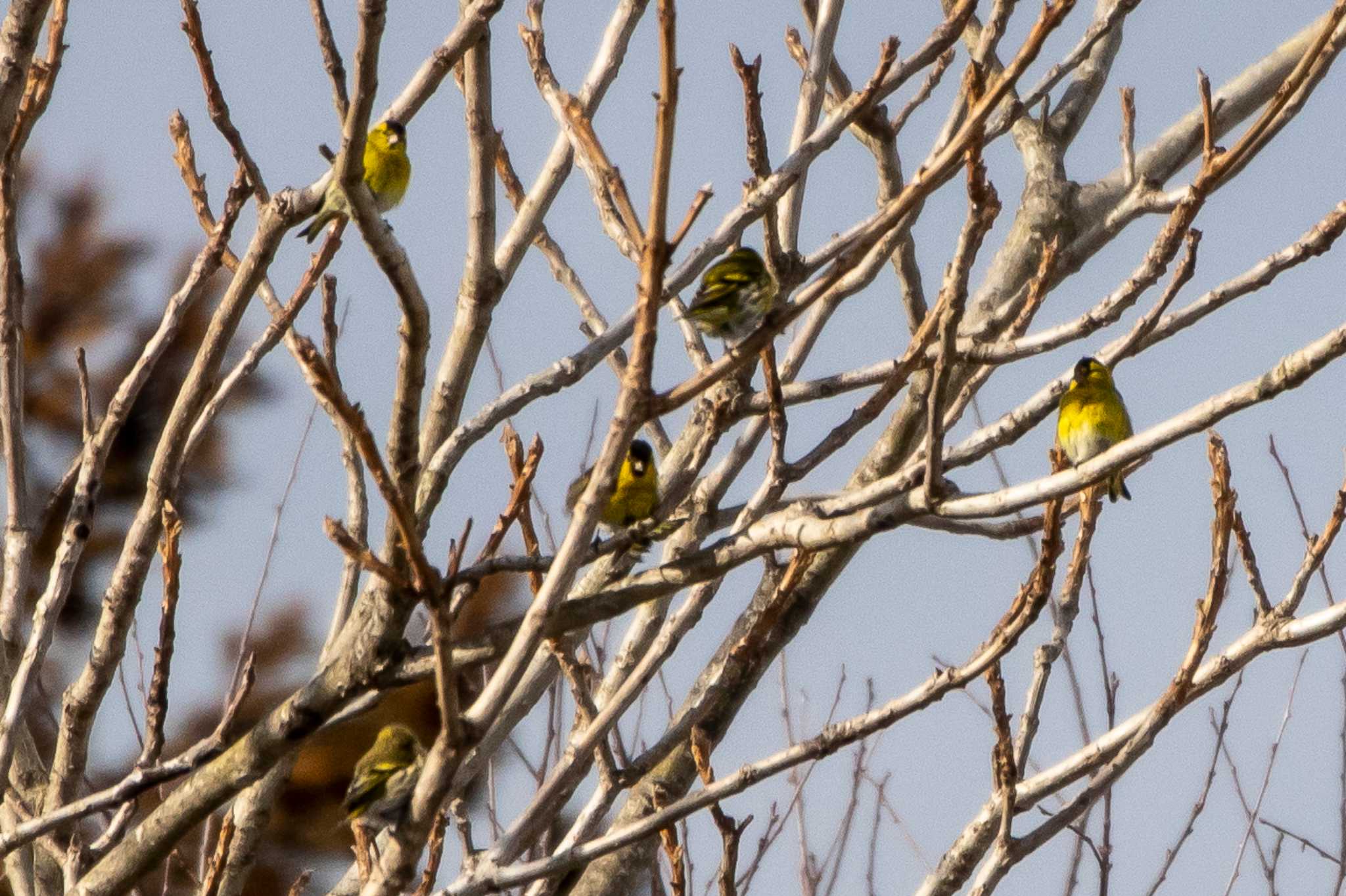 Photo of Eurasian Siskin at Kejonuma Swamp by かつきち