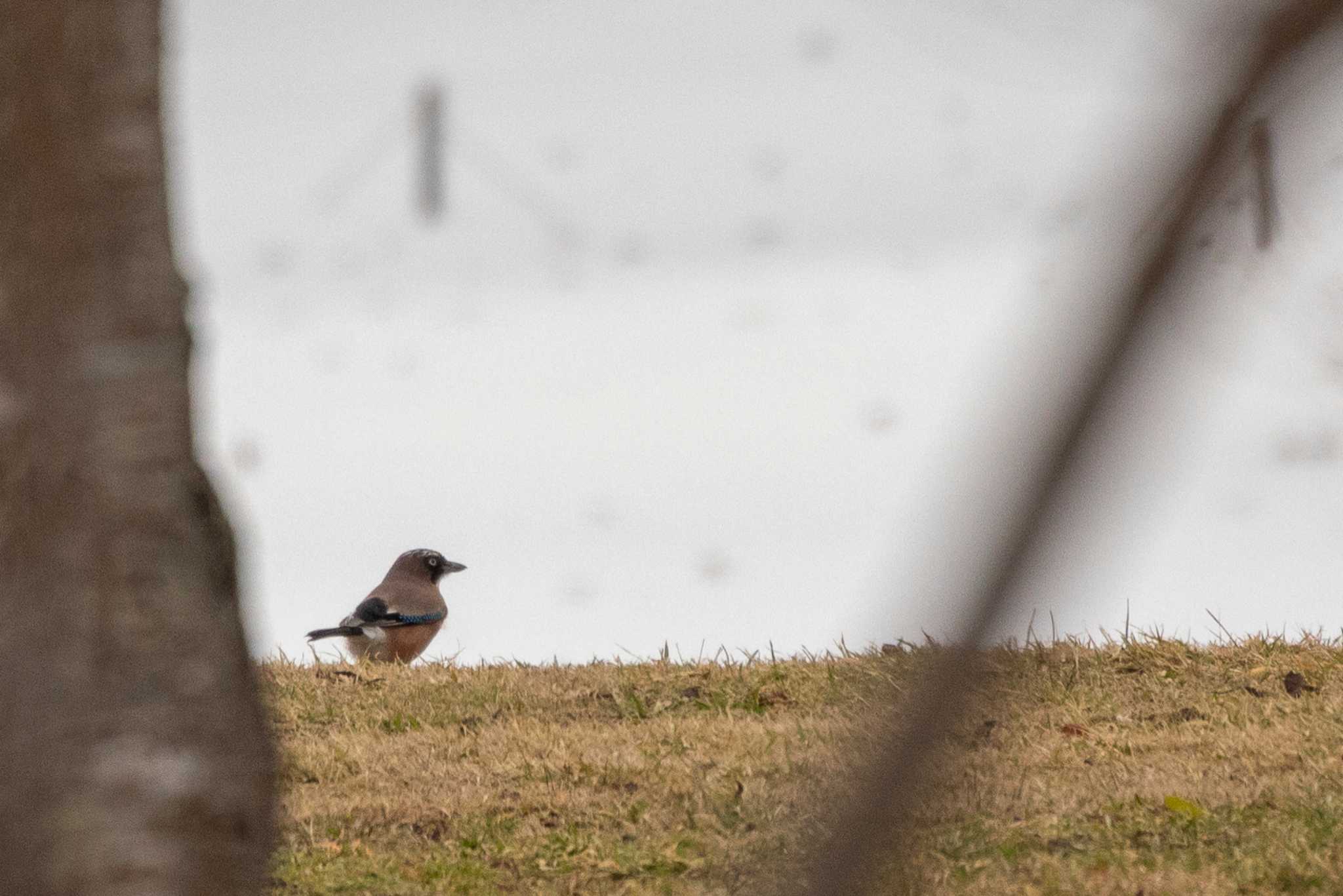 Photo of Eurasian Jay at Kejonuma Swamp by かつきち