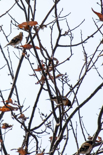 Brambling Kejonuma Swamp Thu, 2/11/2021