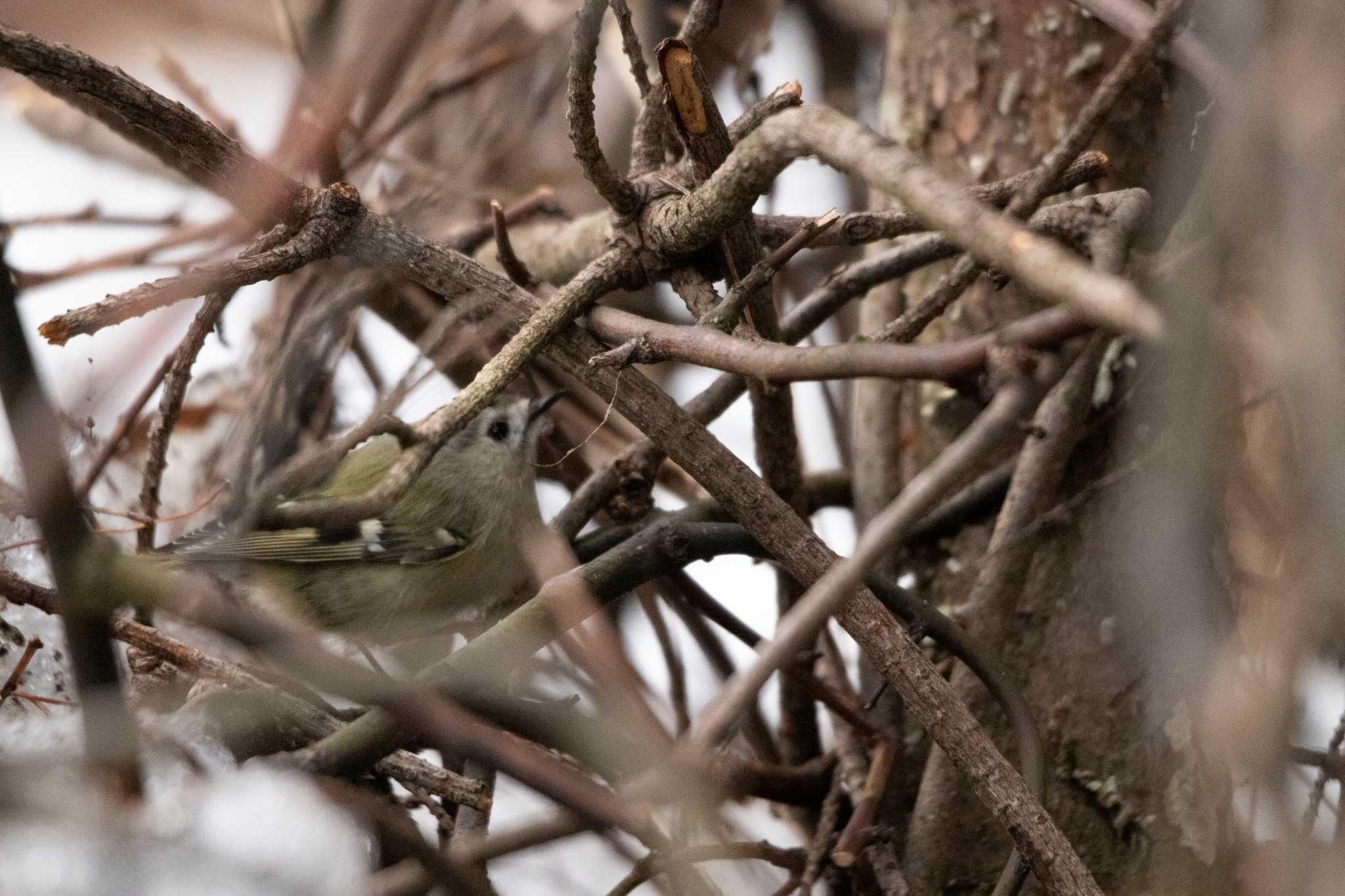 Photo of Goldcrest at Kejonuma Swamp by かつきち