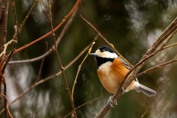 Varied Tit Kejonuma Swamp Thu, 2/11/2021