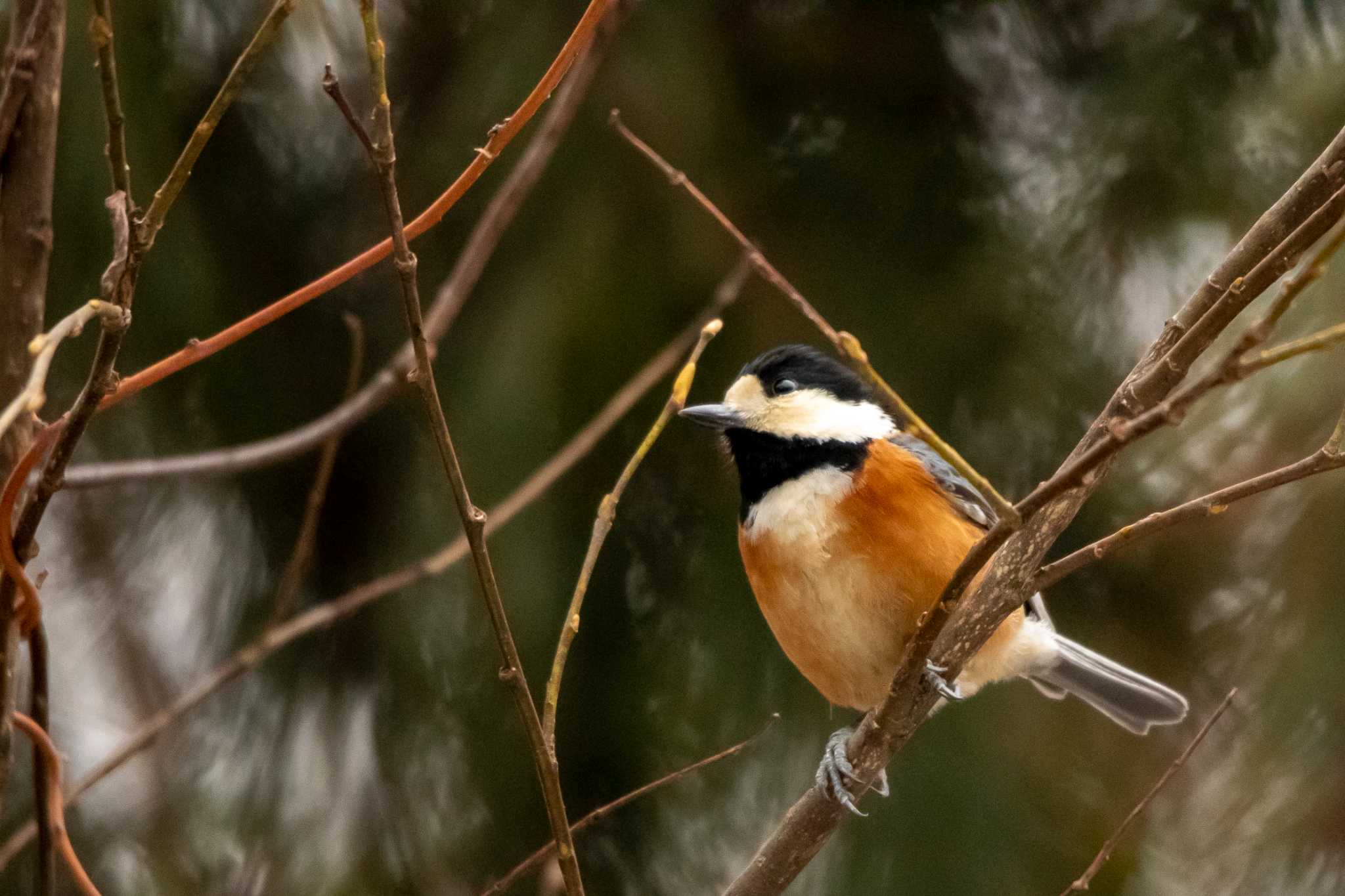 Photo of Varied Tit at Kejonuma Swamp by かつきち