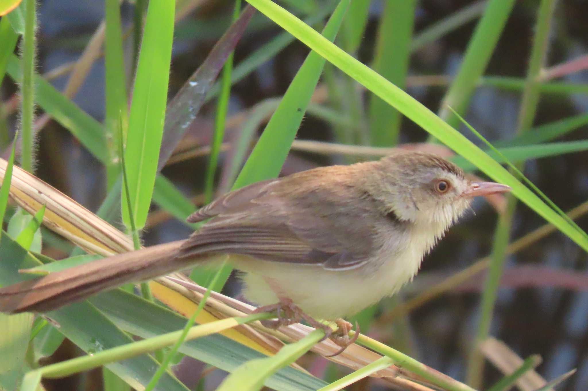 Yellow-bellied Prinia