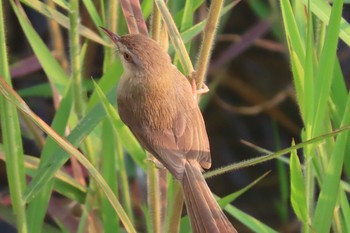 アオハウチワドリ Bueng Boraphet Bird Park 2021年2月7日(日)