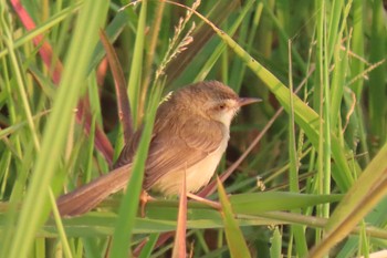 アオハウチワドリ Bueng Boraphet Bird Park 2021年2月7日(日)