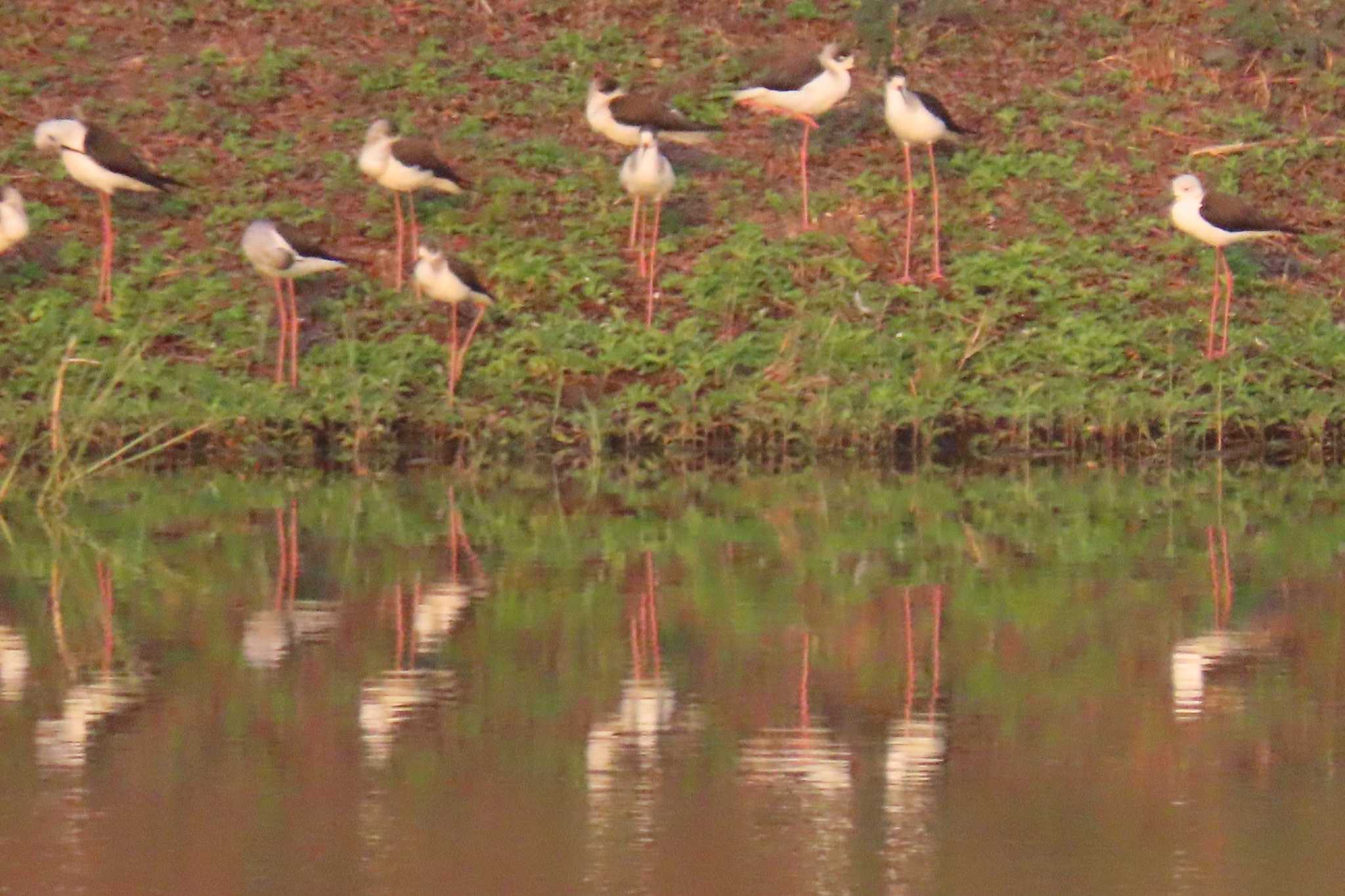 Photo of Black-winged Stilt at Bueng Boraphet Bird Park by span265