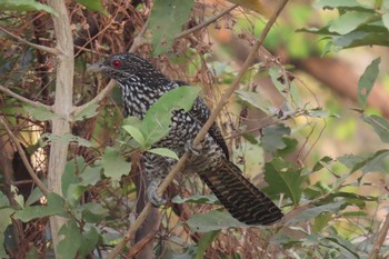 オニカッコウ Bueng Boraphet Bird Park 2021年2月7日(日)