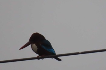 White-throated Kingfisher Bueng Boraphet Bird Park Sun, 2/7/2021