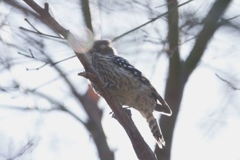 コゲラ 大磯城山公園 2021年2月11日(木)