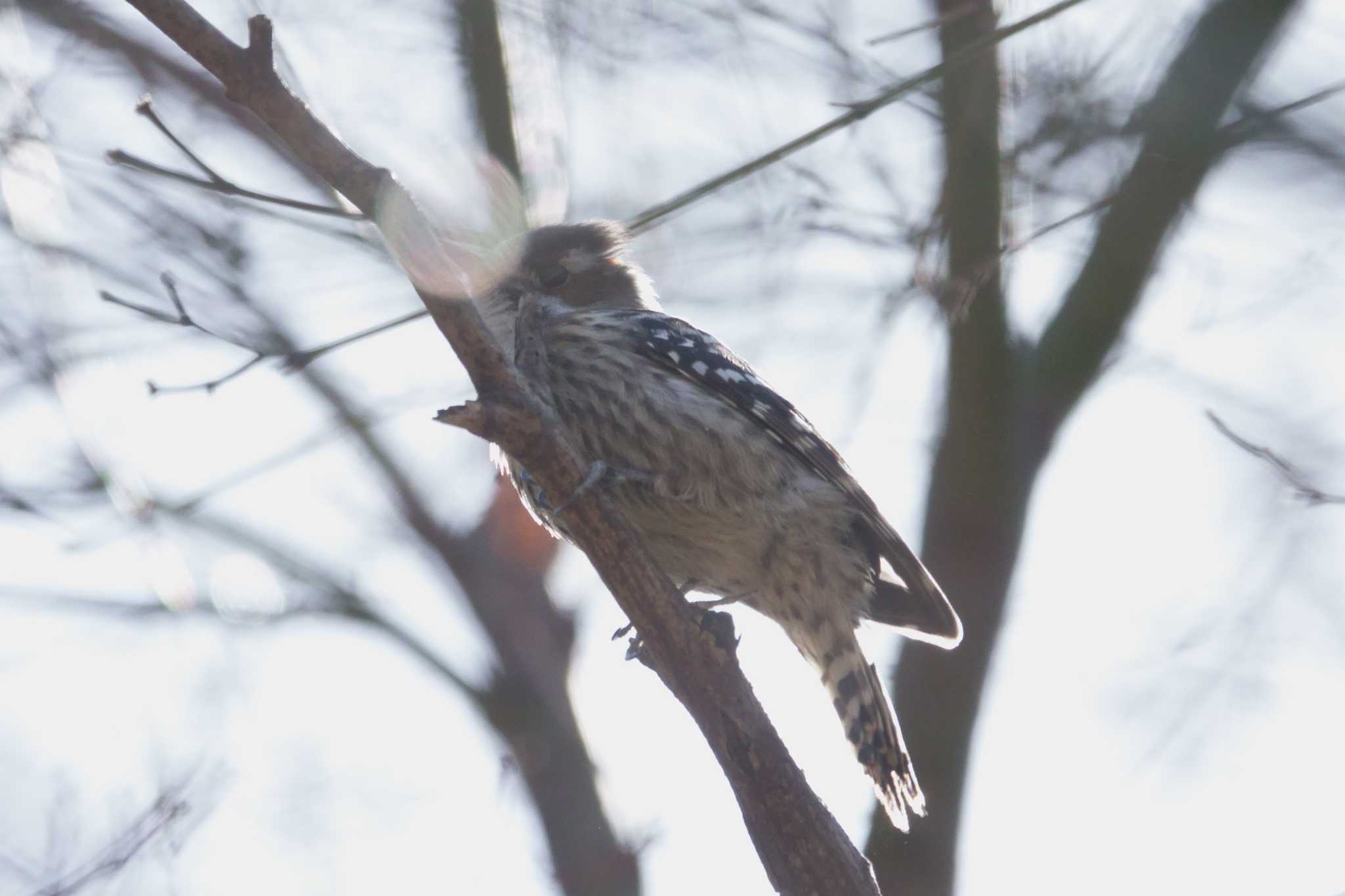 大磯城山公園 コゲラの写真 by yasuo momoko