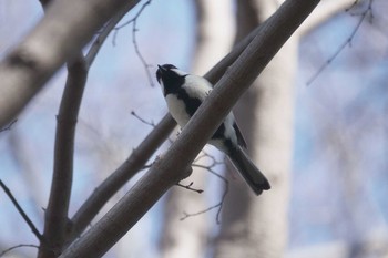 シジュウカラ 大磯城山公園 2021年2月11日(木)