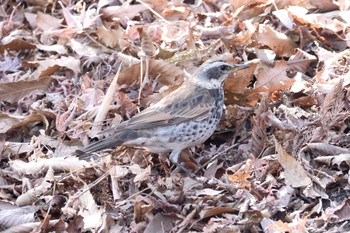 Dusky Thrush 大磯城山公園 Thu, 2/11/2021