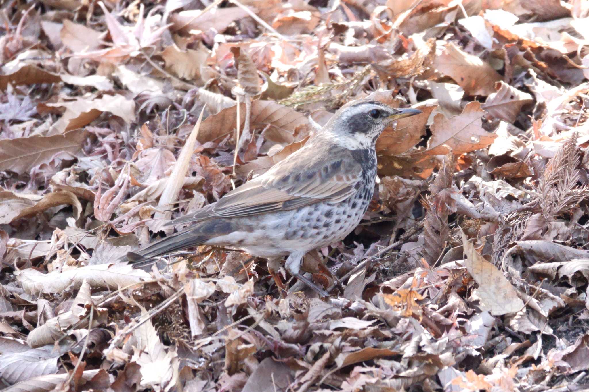 大磯城山公園 ツグミの写真