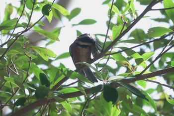 Varied Tit 大磯城山公園 Thu, 2/11/2021