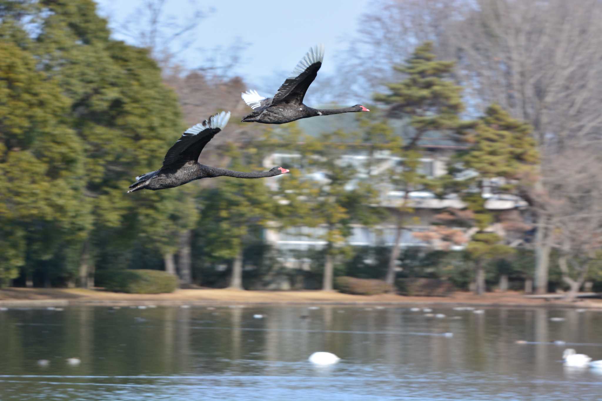 Photo of Black Swan at 大塚池 by birds@hide3