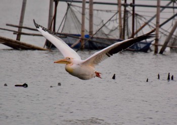 Great White Pelican North Inba Swamp Sun, 2/23/2014