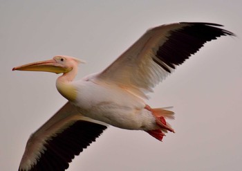 Great White Pelican North Inba Swamp Sun, 2/23/2014