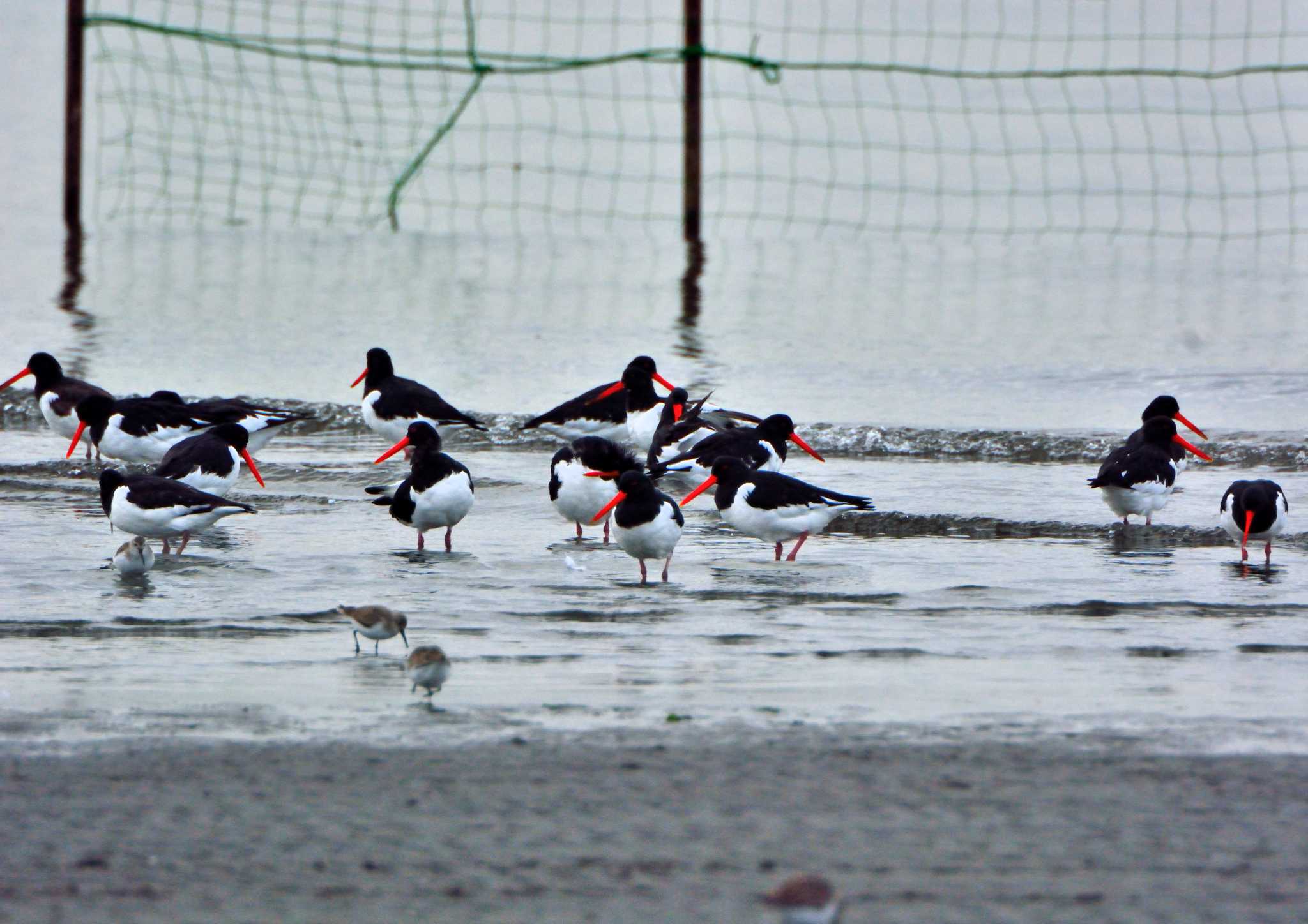 ふなばし三番瀬海浜公園 ミヤコドリの写真 by birds@hide3