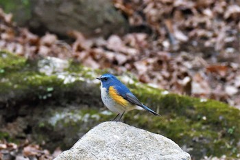 Sun, 2/7/2021 Birding report at Nara Park