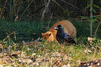 ハシブトガラス 秋ヶ瀬公園 2016年12月30日(金)