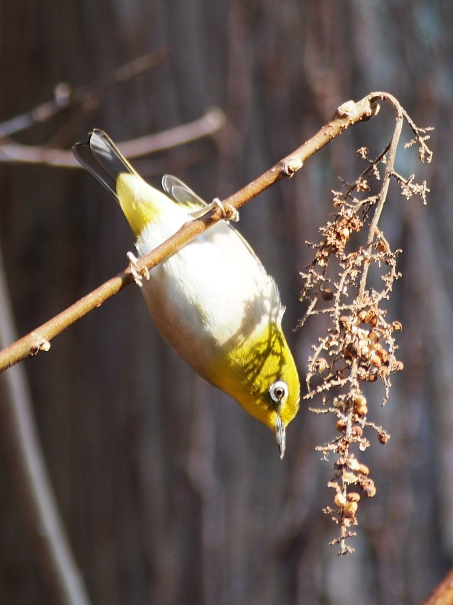 Photo of Warbling White-eye at 神戸市北区 by Moe