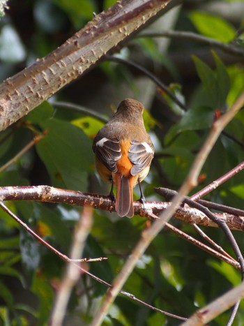 Daurian Redstart 神戸市北区 Thu, 2/11/2021