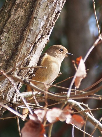 Daurian Redstart 神戸市北区 Thu, 2/11/2021