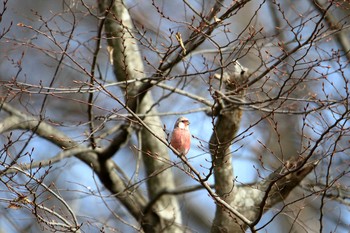 ベニマシコ 平筒沼(宮城県登米市) 2016年12月31日(土)