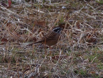 Meadow Bunting 神戸市北区 Thu, 2/11/2021