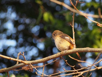 Daurian Redstart 神戸市北区 Thu, 2/11/2021