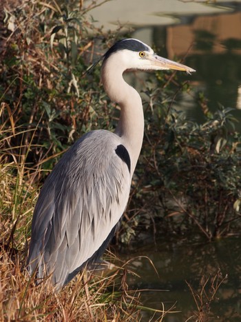 Grey Heron 神戸市北区 Thu, 2/11/2021