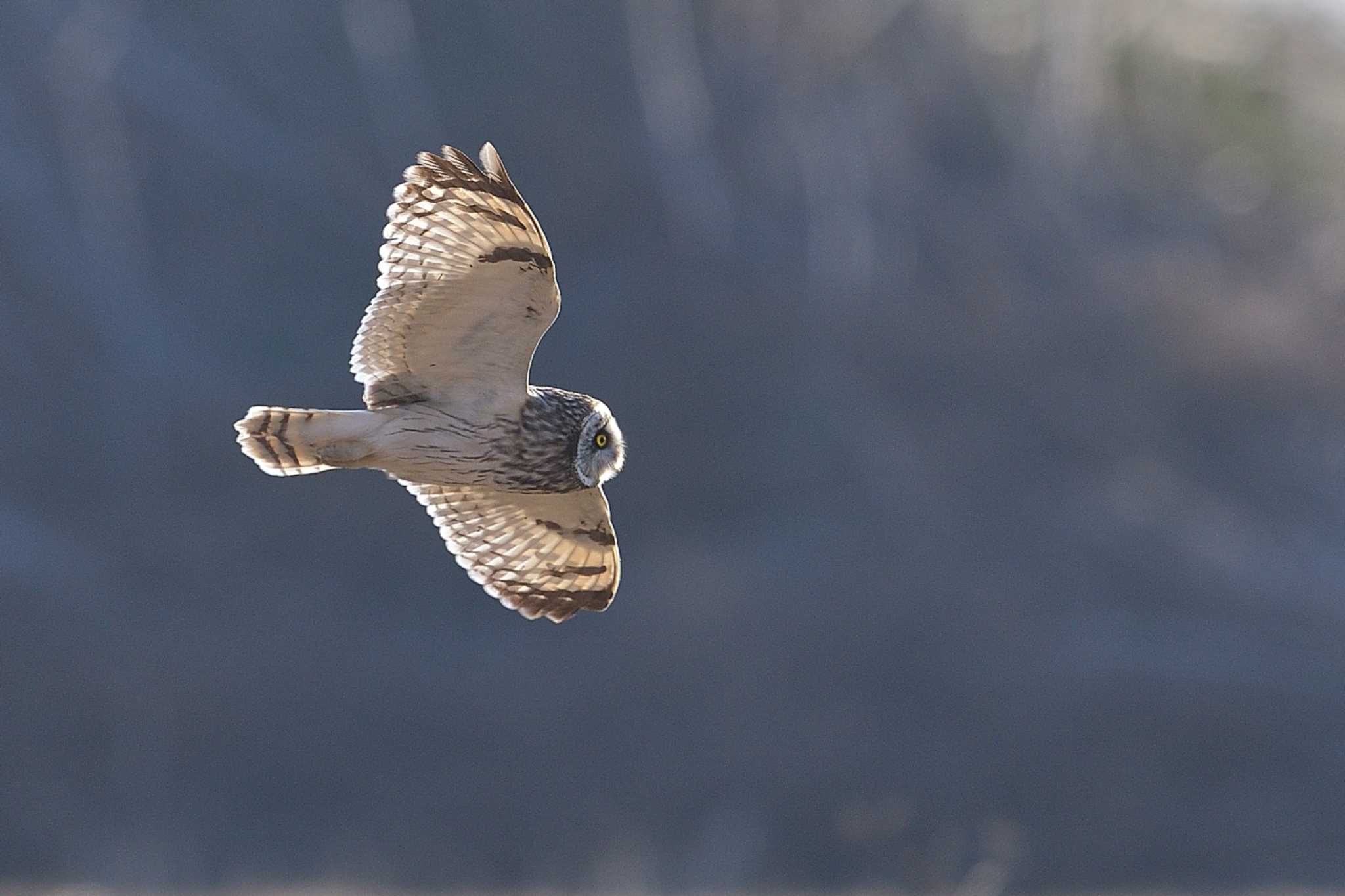 埼玉県川島 コミミズクの写真