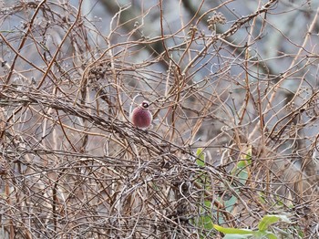 Siberian Long-tailed Rosefinch 六甲山 Thu, 2/11/2021