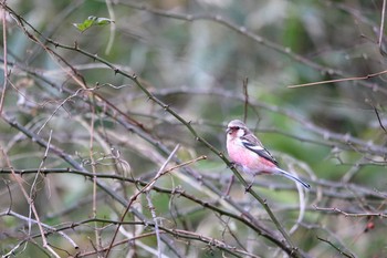 Siberian Long-tailed Rosefinch 平筒沼(宮城県登米市) Sat, 12/31/2016