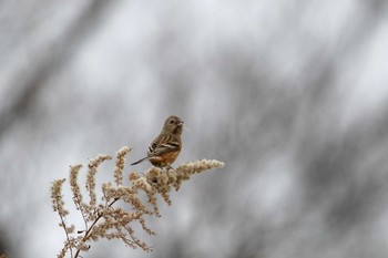 Siberian Long-tailed Rosefinch 平筒沼(宮城県登米市) Sat, 12/31/2016