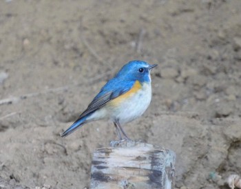 2021年2月11日(木) 21世紀の森と広場(千葉県松戸市)の野鳥観察記録