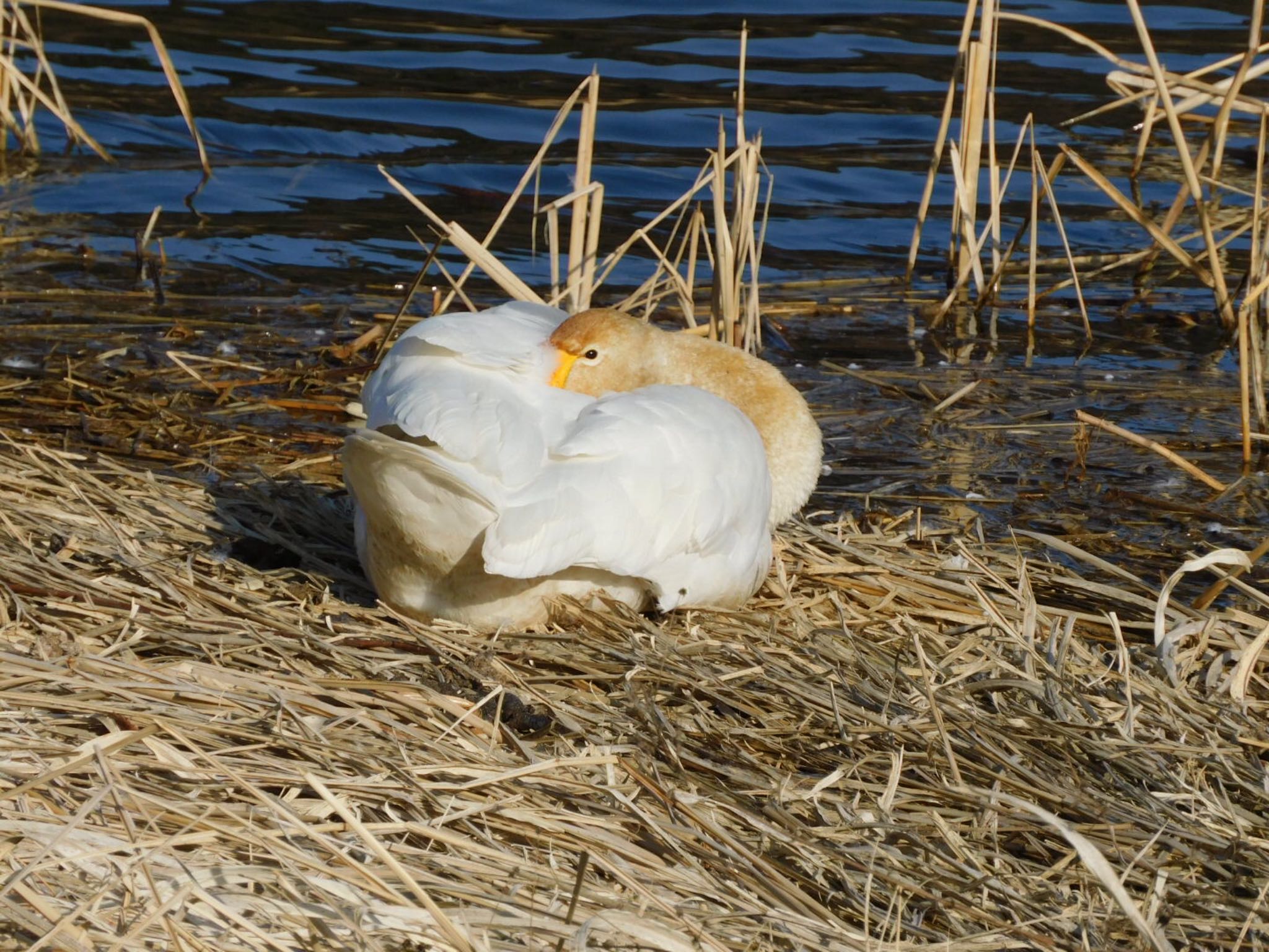 21世紀の森と広場(千葉県松戸市) オオハクチョウの写真 by ucello