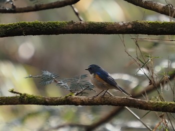 ルリビタキ 太白山自然観察の森 2021年2月11日(木)